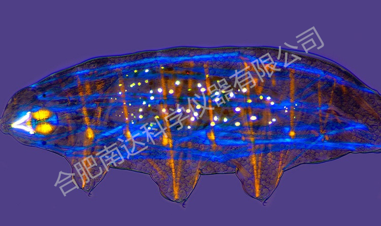 MOTIC BA310POL偏光顯微鏡100x成像